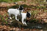 BOULEDOGUE FRANCAIS 1019